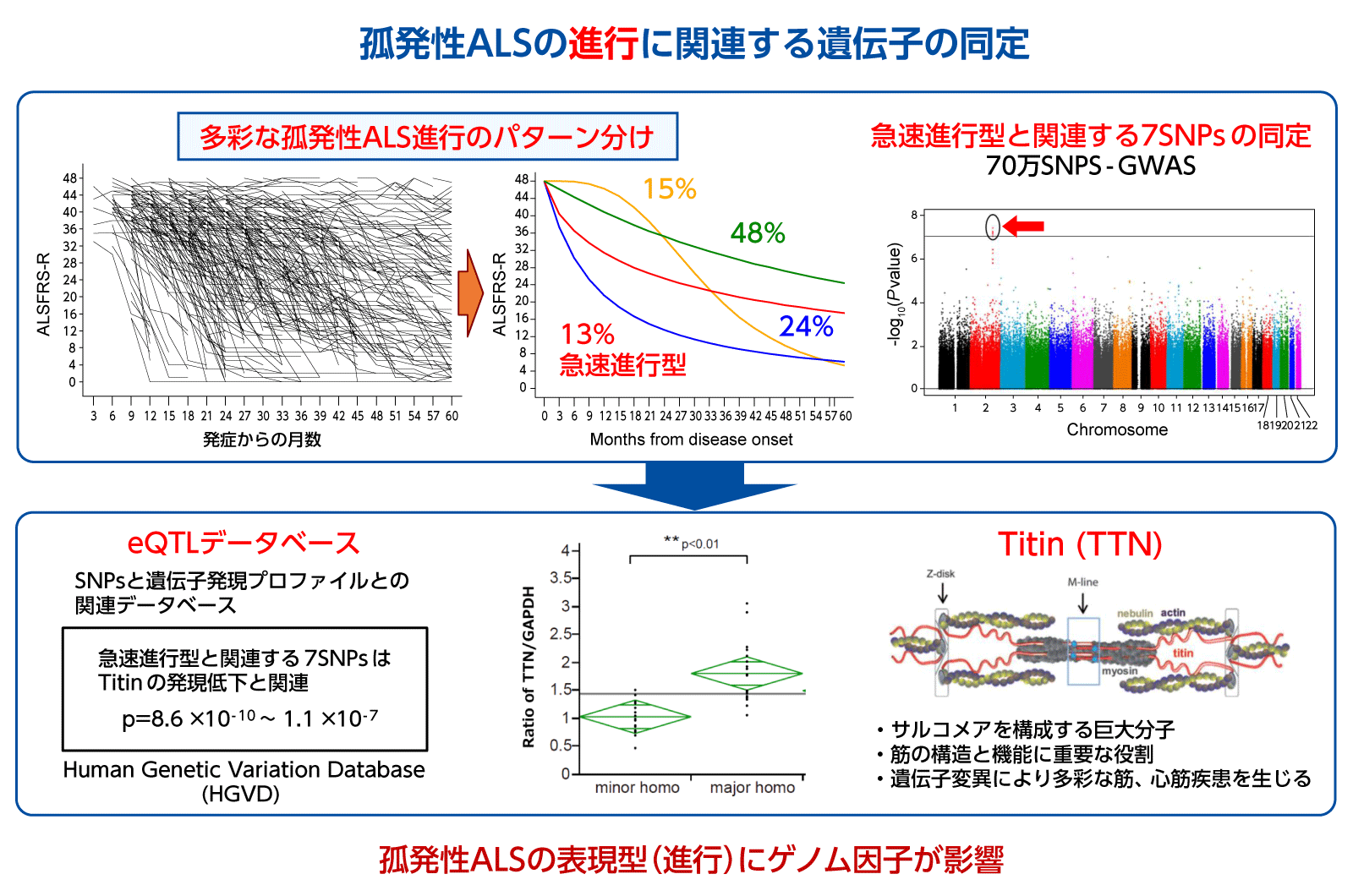 孤発生ALSの進行に関連する遺伝子多型の同定