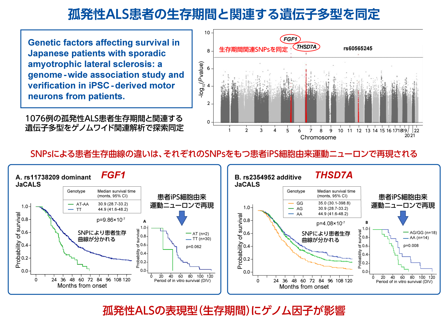 孤発生ALS患者の生存期間と関連する遺伝子多型を同定